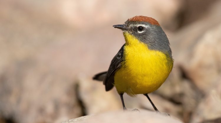 Este viernes se celebra el Día Mundial de las Aves, actores claves en los ecosistemas sanluiseños