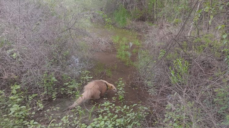 Un oso melero fue liberado por la Policía Ambiental y el equipo veterinario de Ambiente