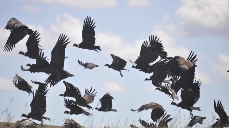 Avistaron una bandada de cóndores en La Carolina