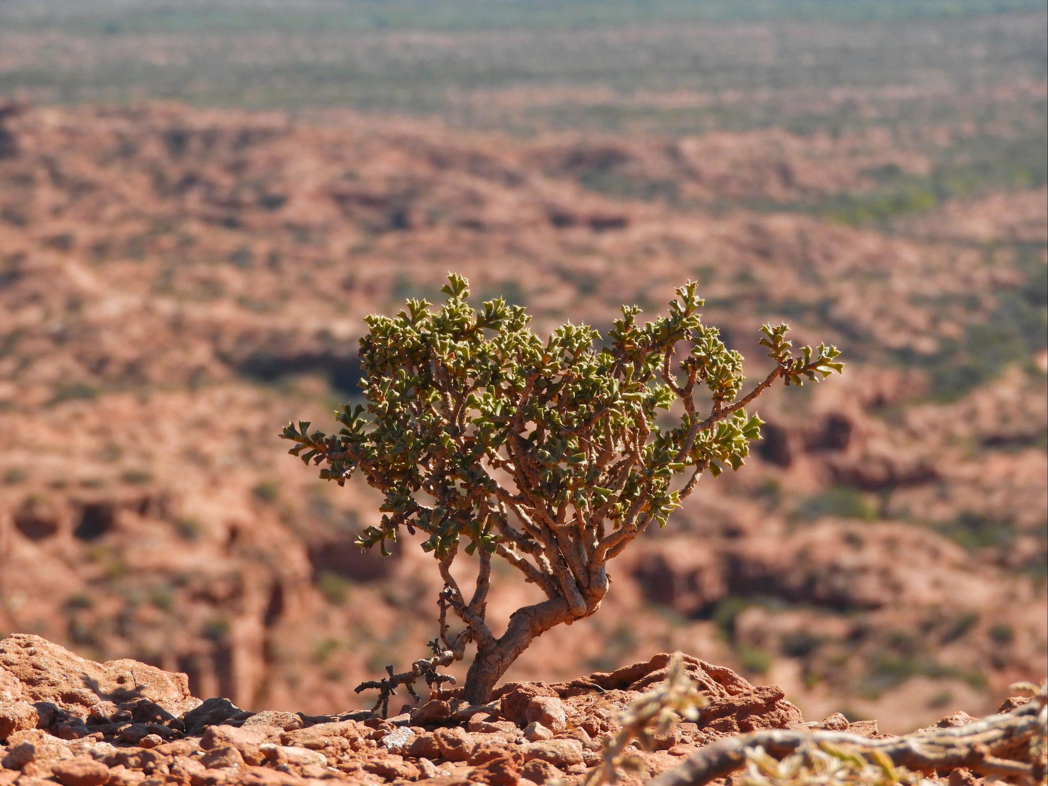 Sierras de las Quijadas, un lugar para conocer y aprender sobre nuestra biodiversidad