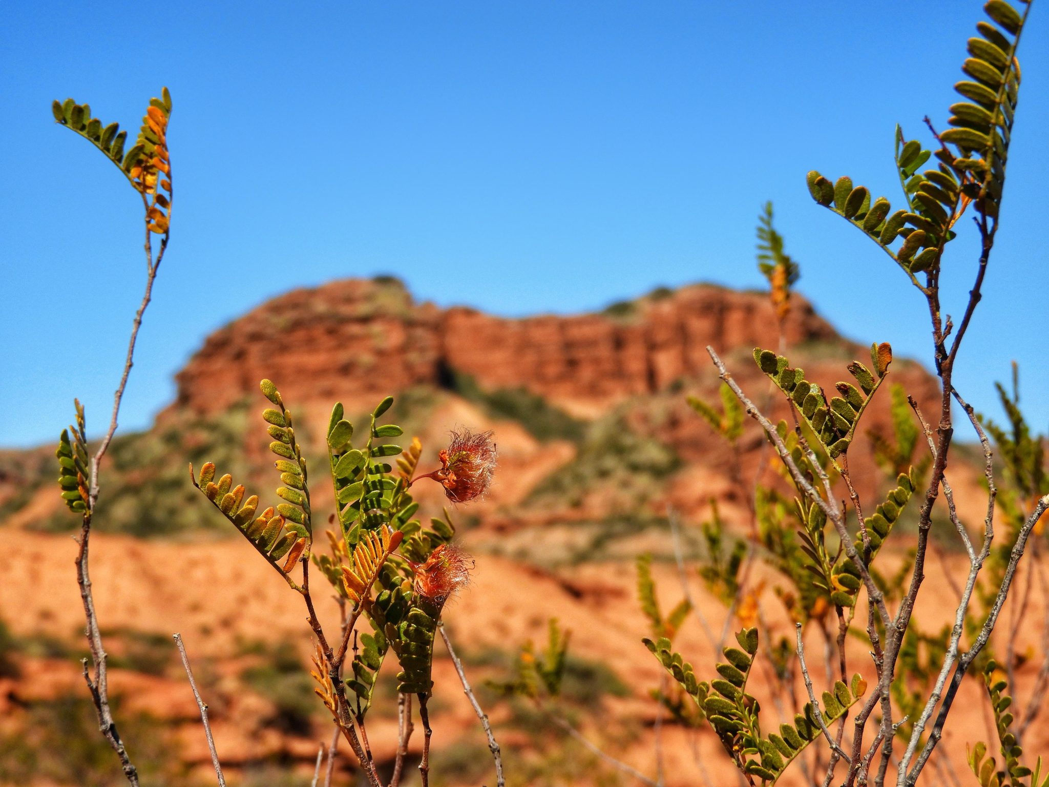 Sierras de las Quijadas, un lugar para conocer y aprender sobre nuestra biodiversidad