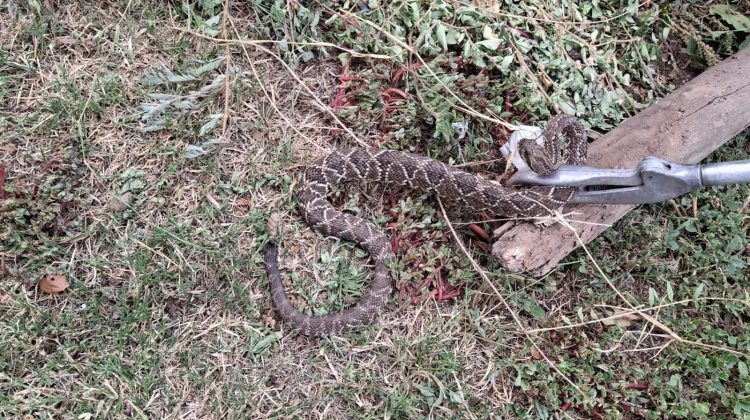 Una víbora de cascabel y un lagarto colorado regresaron a su hábitat natural