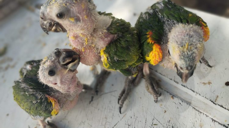 Ingresaron tres loros habladores del Amazonas al Centro de Conservación de Vida Silvestre