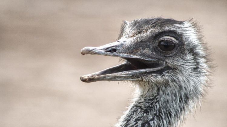 La secretaría de Ambiente recuerda que el ñandú es una especie protegida