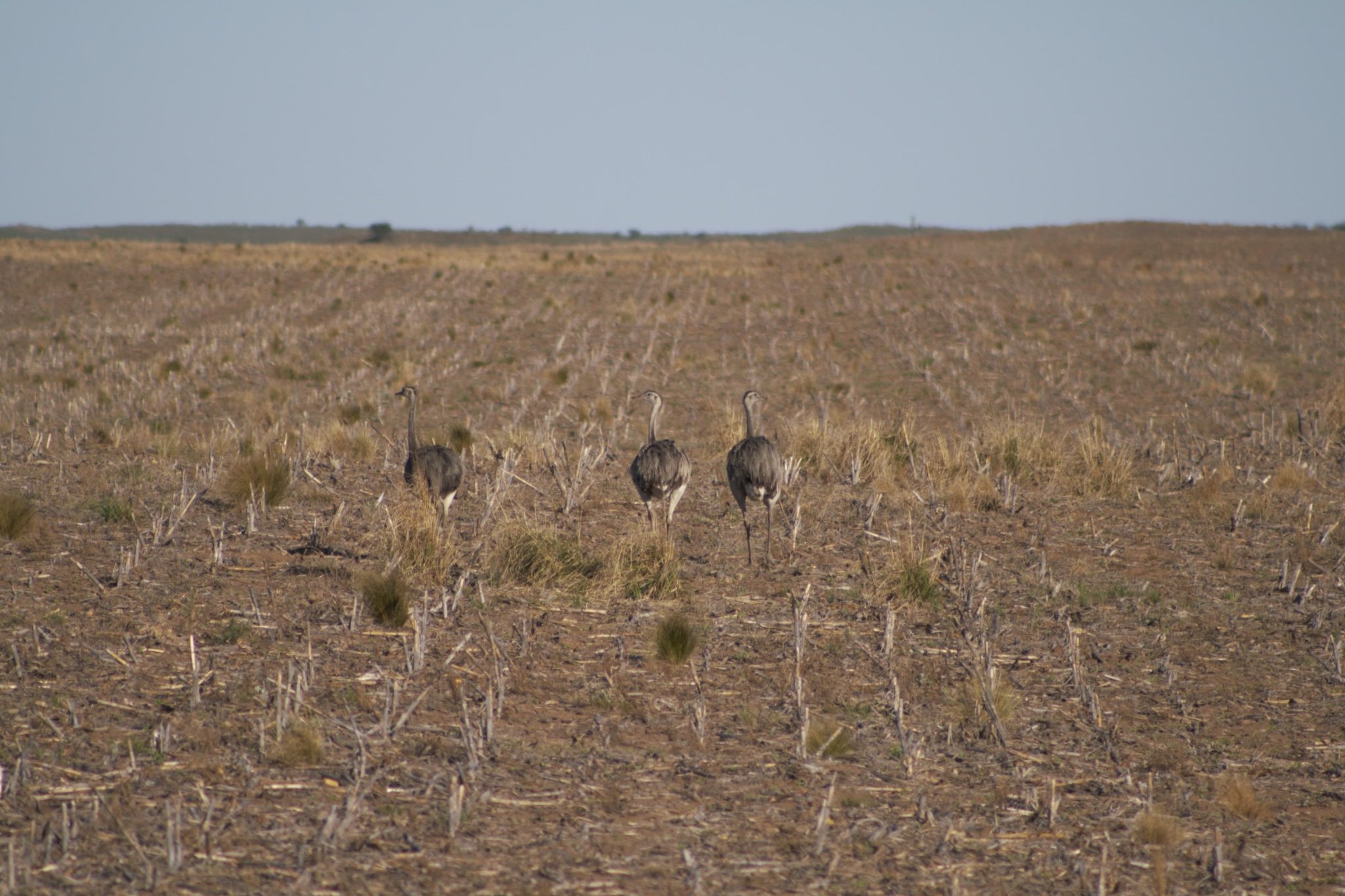 La secretaría de Ambiente recuerda que el ñandú es una especie protegida