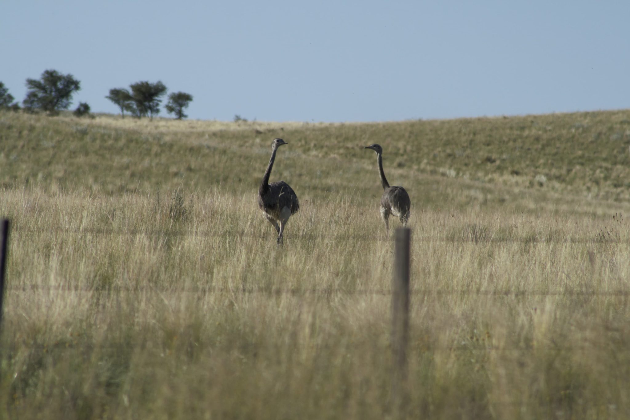 La secretaría de Ambiente recuerda que el ñandú es una especie protegida