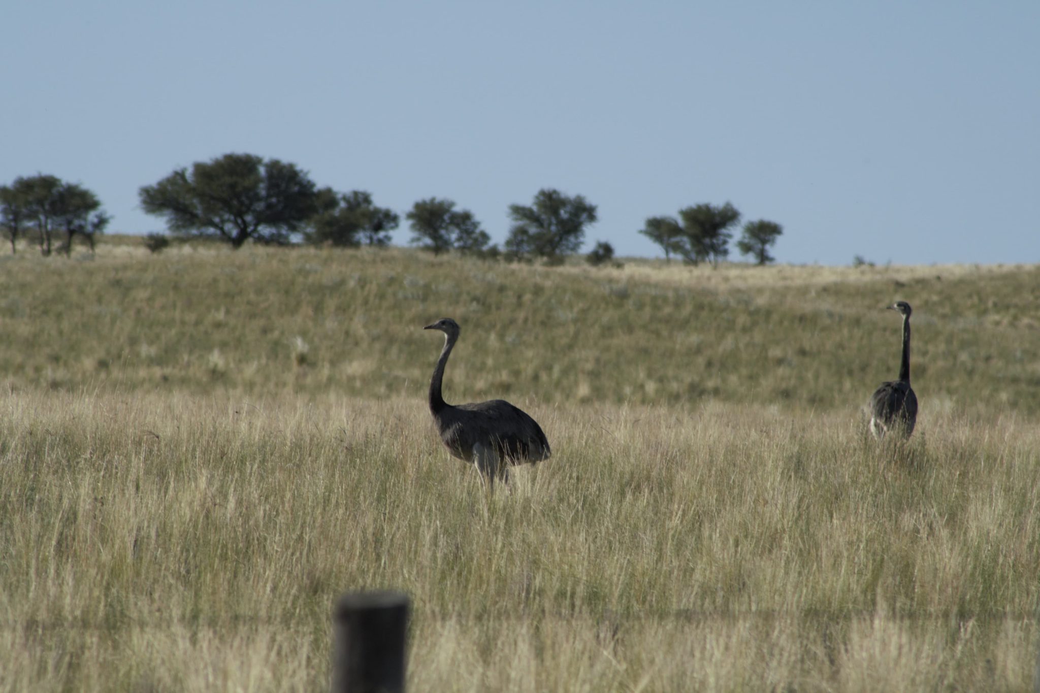 La secretaría de Ambiente recuerda que el ñandú es una especie protegida