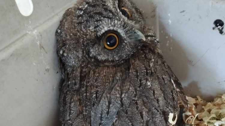 Ingresó un alilicucú al Centro de Conservación de Vida Silvestre