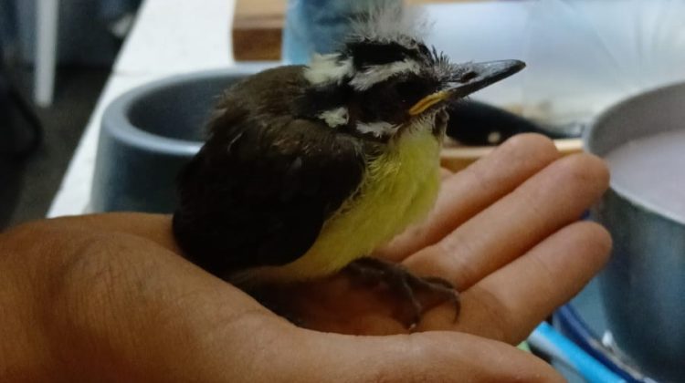 El Centro de Conservación de Vida Silvestre recibió aves rescatadas