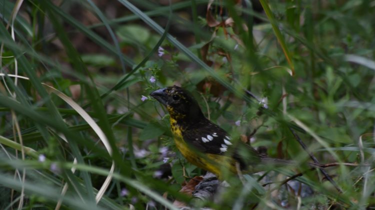 Merlo: liberaron a 27 aves rehabilitadas en el Centro de Conservación