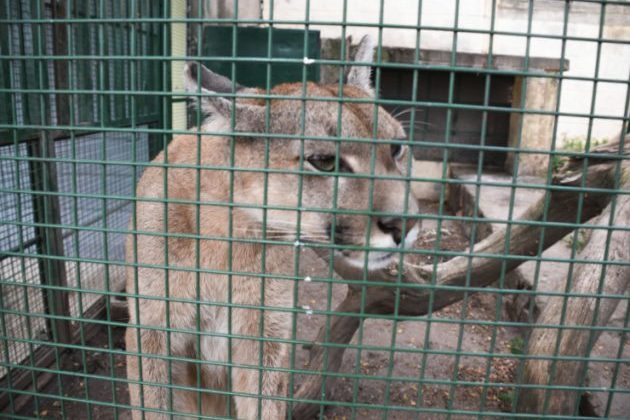 Ambiente advierte sobre los problemas que trae el mascotismo para la fauna silvestre