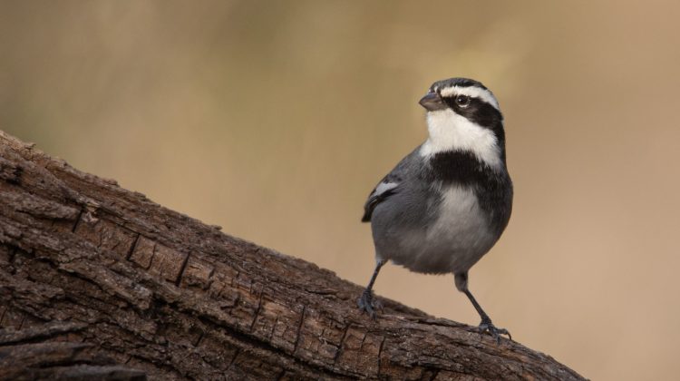 Más de cien animales están en condiciones de volver a la silvestría