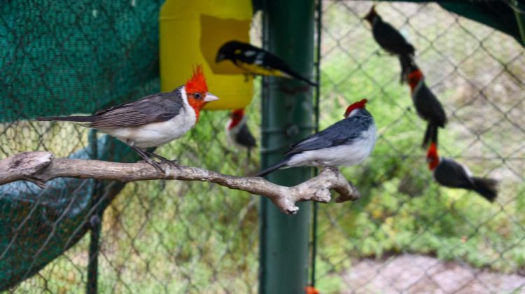 Cuyo trabaja unido en la recuperación de aves silvestres