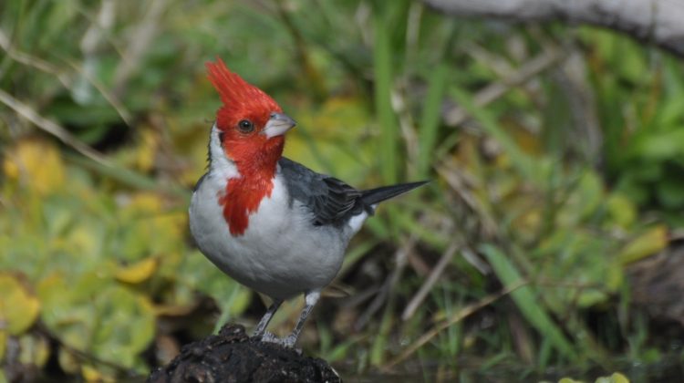 Decenas de aves volverán a su hábitat natural en Villa de Merlo 