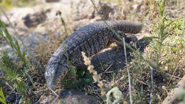 Un lagarto overo fue reinsertado a su hábitat natural luego de una exitosa rehabilitación