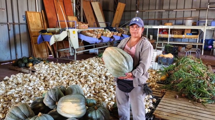 Los zapallos de la variedad ‘Plomo’ rindieron 14 kilos en promedio en la cosecha de Sol Puntano