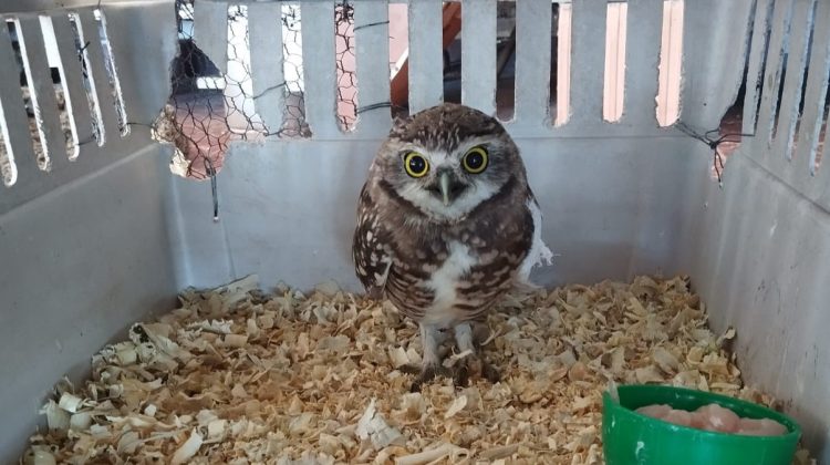 Dos charitos y una lechuza vizcachera se recuperan en el Centro de Conservación de Vida Silvestre