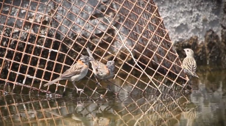 Comenzarán a colocar rampas de rescate de aves en el norte provincial