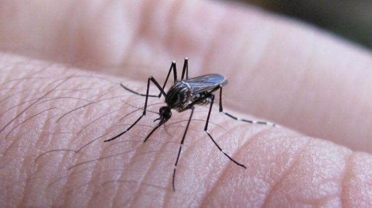 Dengue: actualizaron la situación epidemiológica y el avance de la vacunación