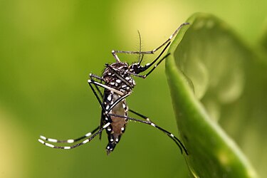 Confirmaron tres nuevos casos autóctonos de dengue