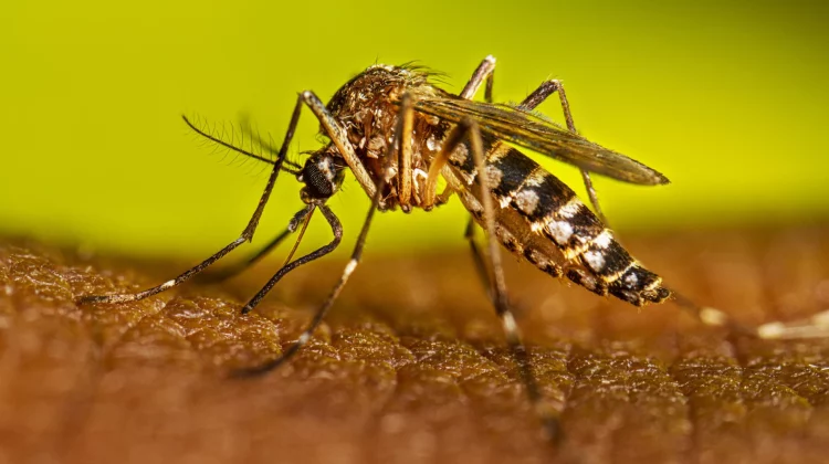 Confirman dos nuevos casos de dengue en Santa Rosa y uno en el área rural de Quines