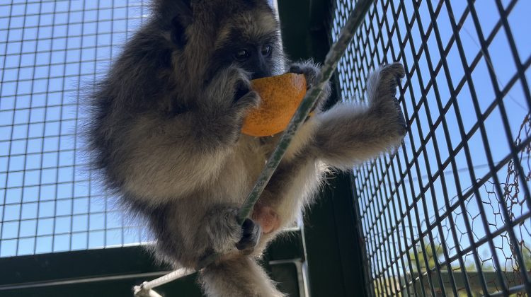 Un mono carayá encontrado en San Luis irá a un Centro de Rescate en Córdoba