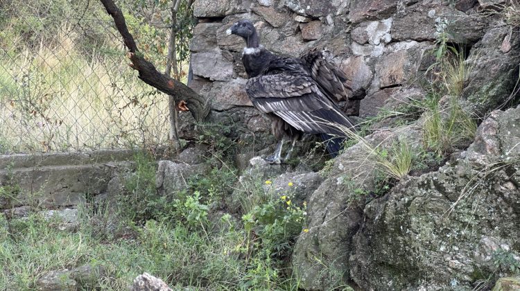 La cóndor andina ‘Taynemta’ regresó a San Luis y ya encara su proceso de adaptación final