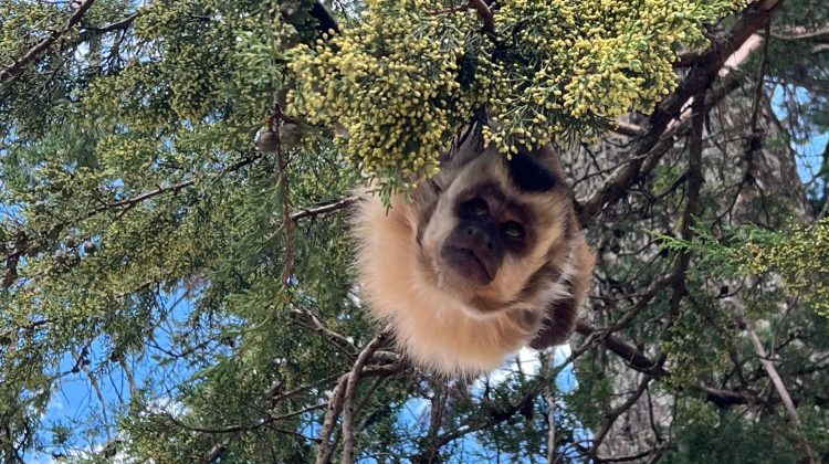 El mono carayá rescatado en San Luis fue trasladado a una reserva de Córdoba