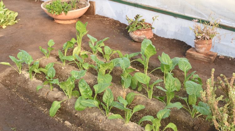 Última semana de las jornadas de ‘Activá tu Huerta’ en distintas localidades de San Luis