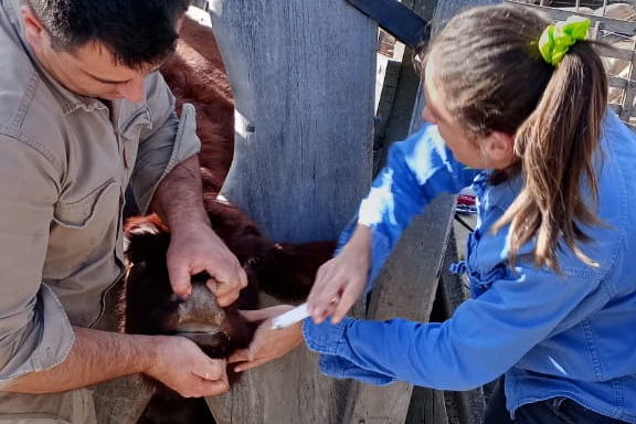 Continúa el acompañamiento sanitario a pequeños y medianos productores