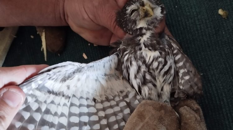 Nuevos ingresos de fauna local en el Centro de Conservación de Vida Silvestre