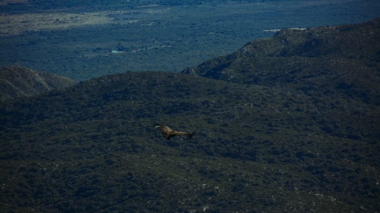 ‘Francisco’ extendió sus grandes alas y surcó el cielo de las Sierras Centrales