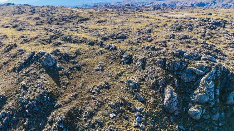 La liberación del cóndor andino será el 28 de mayo en cercanías del cerro El Amago