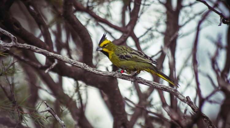 Aves Argentinas monitorea las últimas dos liberaciones que se hicieron en el norte provincial