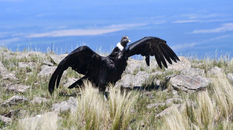 Realizarán el Primer Censo Simultáneo de Condor Andino en la Provincia de San Luis