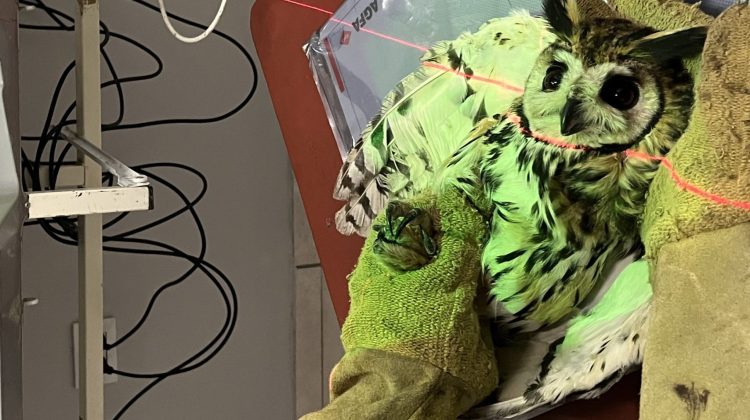 La primera radiografía realizada por el CCVS fue destinada a un lechuzón orejudo