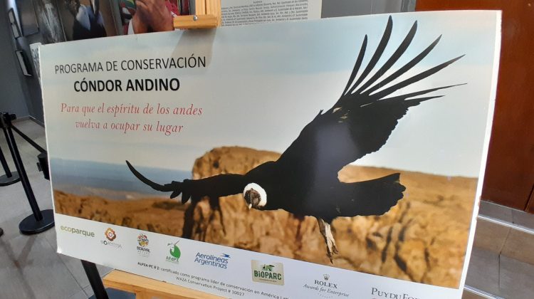Presentaron la Muestra Científica, Cultural y Educativa del Cóndor Andino