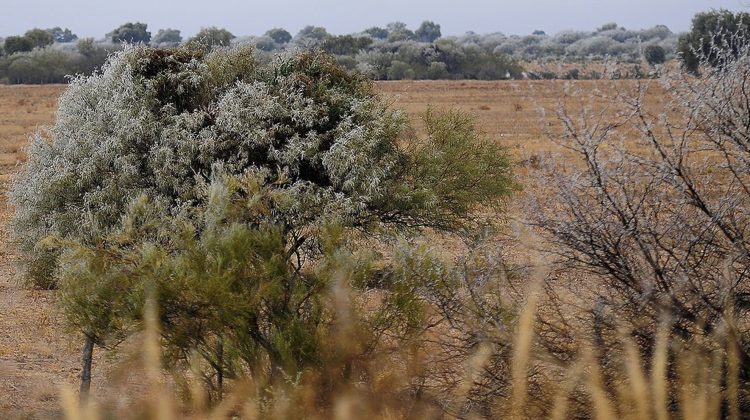 Anuncian un jueves frío y con heladas generalizadas