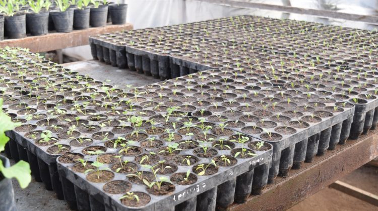 ‘Activá tu Huerta’ recorre San Luis con capacitaciones y semillas para todos