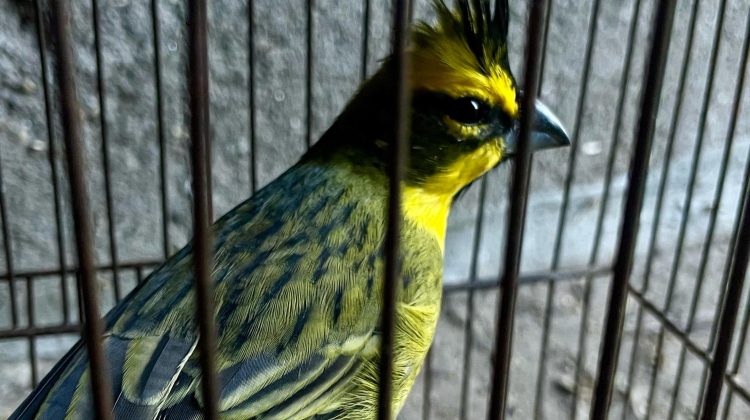 Ocho animales silvestres se recuperan en el Centro de Conservación de Vida Silvestre