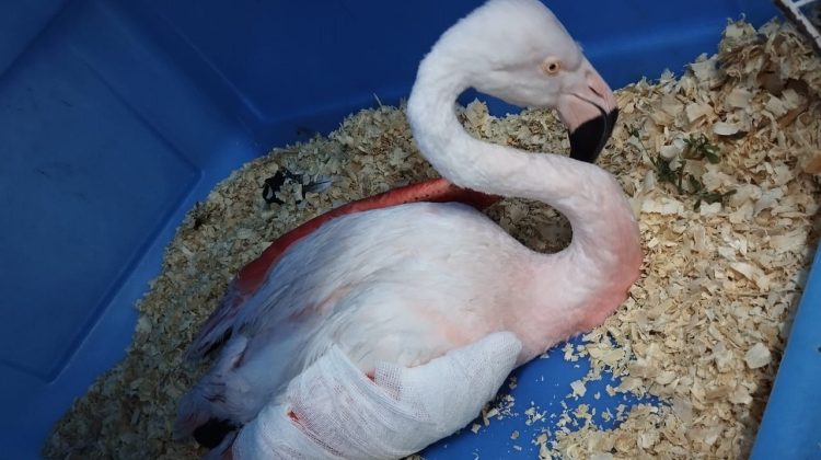 Ingresó un flamenco al Centro de Conservación de Vida Silvestre