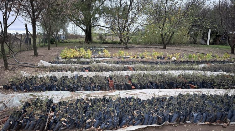El vivero de Nueva Galia elaboró 8000 plantines de caldenes