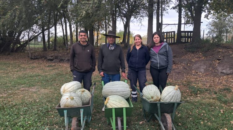 Estudiantes cosecharon casi 150 kilos de zapallo en la granja de Cruz de Piedra