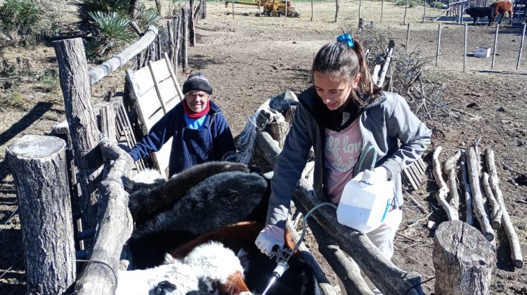 Continúa la asistencia sanitaria a productores caprinos y ovinos