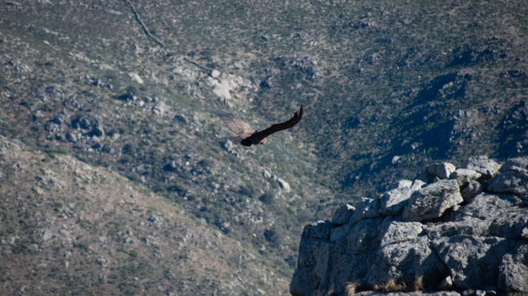 El cóndor andino ‘Francisco’ fue recibido por ‘Sariri’ en su primer vuelo