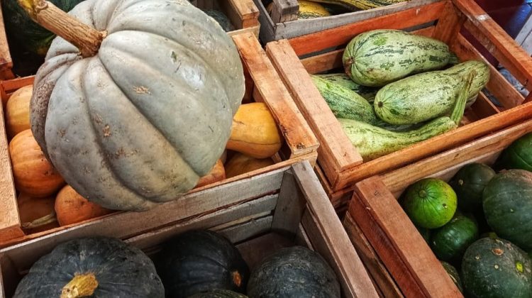 IMProFoP impulsa ensayos con zapallos para fortalecer la producción hortícola local