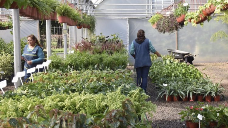 La jornada de formación en el Vivero Improfop será reprogramada por pronóstico de lluvias