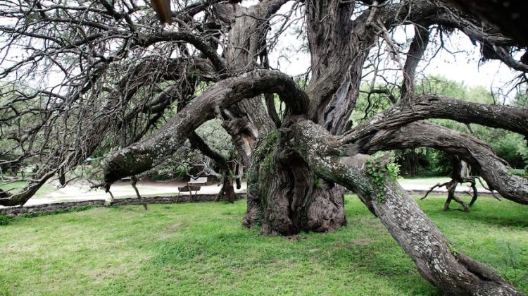 Algarrobo Abuelo, catedral de pájaros, un puente entre el pasado y el presente