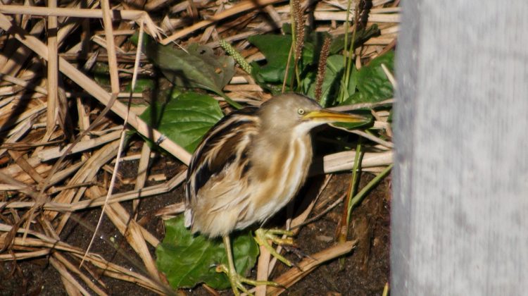 El Centro de Observadores de Aves ‘Ñandú’ registró una nueva especie en Villa Mercedes 