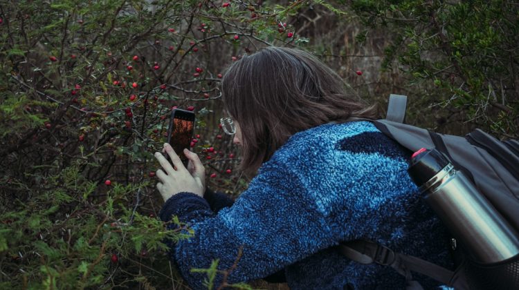 Realizaron un mapeo de plantas exóticas en La Florida